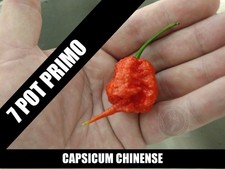 seeds 7 Pot Primo Peppers isolated yard 15-20 seeds
