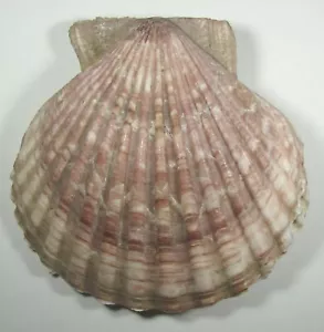 PECTEN TOWNDSENI 135X131mm BEAUTIFUL VERY RARE SPECIMEN Ras Ha Fun, Somalia 2018 - Picture 1 of 2