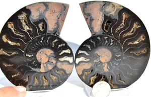Large Black Ammonite Pair Crystal 89mm 110myo Dinosaur age FOSSIL 3.5" n2257uu - Picture 1 of 5