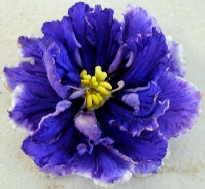 ЛИСТЬЯ АФРИКАНСКОЙ ФИАЛКИ ~ VITYAZ'V TGROVOIL SHKURE (Россия) большие цветы РЕДКИЕ 1 лист - Изображение 1 из 2