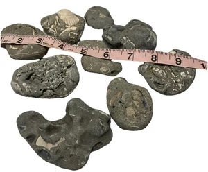 Lot of 9 Fossil Rocks w/ Shells & Imprints - Natural Beach Stones 2"-3" - Picture 1 of 10