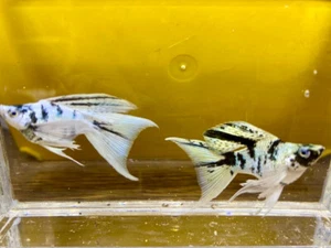 Molly Zebra Longveil & long tail Balloon blue eye 3 months Live Fish USA Stock - Picture 1 of 5