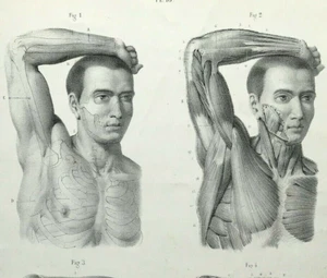 External Forms of Man Anatomy print by Dr Fau Atlas  Original Litho Plate 1848 - Picture 1 of 4