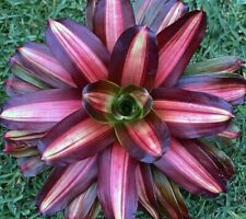Neoregelia Meltdown “Skotak”