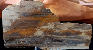 Versteinertes Holz aus Brilliant, Alabama - Bild 1 von 5