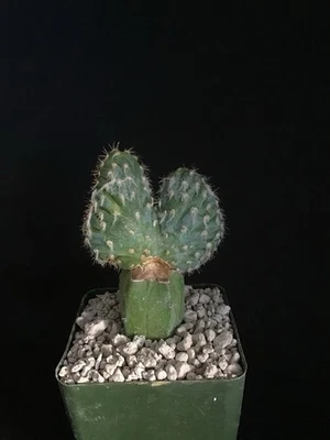 Cactus azul con cresta Pilosocereus pachycladus Foto 1 de 4