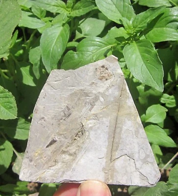 China Mesozoic Cretaceous Period Jehol Biota Fly Dinosaur Pterosaur Tooth Fossil - Image 1 of 4