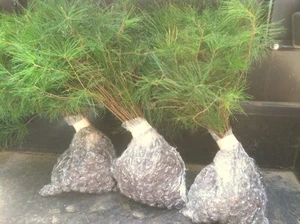 6 Christmas Tree Starter White Pine Tree 15"-18" inch tall transplant seedlings - Picture 1 of 8