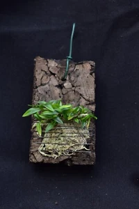 Dendrobium parvulum orchidea bianca - Foto 1 di 1