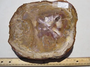 720  FACE POLISHED PETRIFIED WOOD SLAB, CONIFER, MADAGASCAR. EX OLD ROCK SHOP - Picture 1 of 2