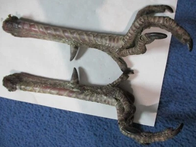 2 REALES PAVO SALVAJE FeeT pavo espolón animal arte artesanía montaje pájaro T3 Foto 1 de 3