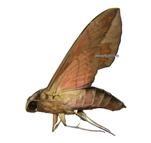 Unmounted Butterfly/Sphingidae - Eumorpha anchemolus, FEMALE, Bolivia - Imagen 1 de 1