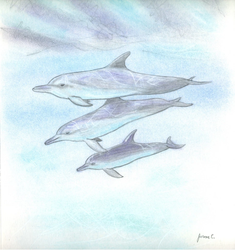 Lápiz de dibujo de ballena delfín pastel artista Jerome Cadd "Dolphin Family" mar  Foto 1 de 3