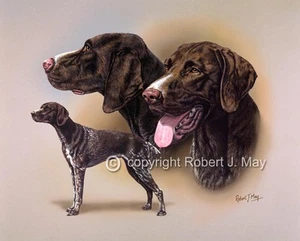German Shorthaired Pointer Multi Print by Robert J. May - Picture 1 of 1