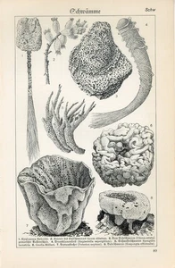 1920s MARINE SEA SPONGES VENUS' FLOWER BASKET YELLOW TUBE Lithographic Print - Picture 1 of 1