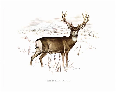 1979 Vintage Print MULE DEER Antlers Snow Forest Painting Image James Lockhart - Image 1 of 3