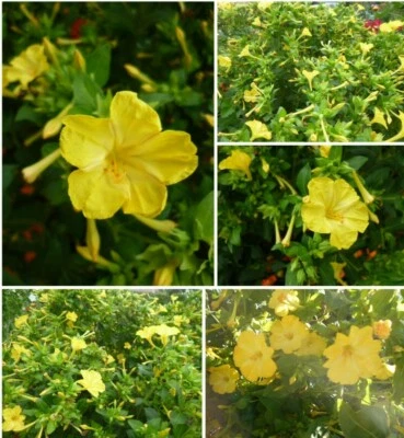 ~Wunderblume~Mirabilis jalapa ~Sommerblüher ~Staude ~25 Samen ~gelb - Bild 1 von 4