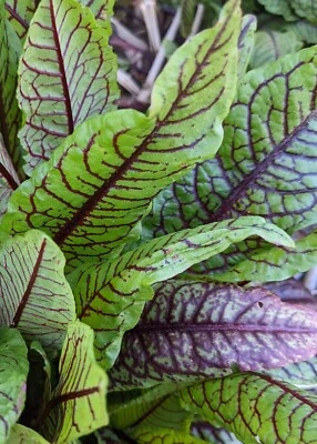 SEED-Bloody Dock, Red Sorrel, Beautiful Edible Leaves, Hardy Perennial Herb - Image 1 of 4