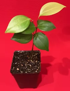CEYLON CINNAMON Cinnamomum zeylanicum Starter Tree Potted Plant Spice Tea - Picture 1 of 6