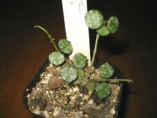 Sale! Rare Hoya Curtisii Plant 3.5" Pot Cream Flowers Variegated Heart Leaves