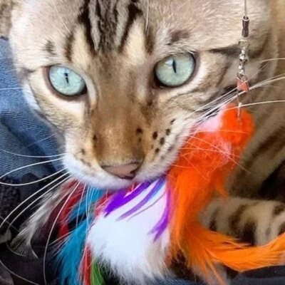 Percy Parrot Bird Cat Toy Tiga Toys realistic feather chase toy handmade