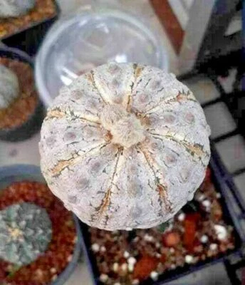 Astrophytum asterias Super KABUTO Cactus succulant 20 seeds - Image 1 of 4