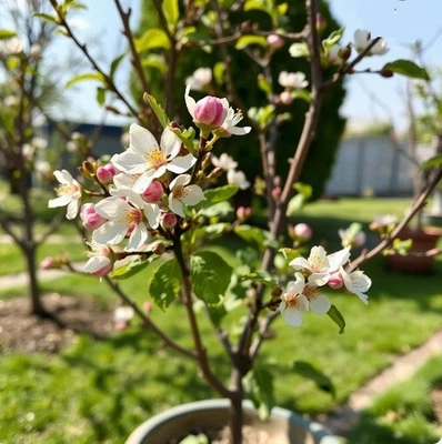 2 winterharte groß-fruchtige Apfelbäume Jona Gold Pflanzen im für den Garten - Bild 1 von 2