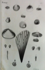 Coquillages Divers GRAVURE Botanique XIXème - Imagen 1 de 2