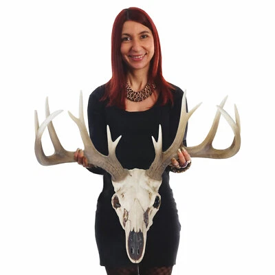 Deko Schädel 58cm, Polyresin Hirschgeweih Kopf Trophäe, In-/Outdoor - Bild 1 von 4