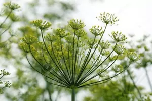 600 DILL SEEDS "Anethum graveolens" aromatic herb - cooking recipes - seeds - Picture 1 of 1
