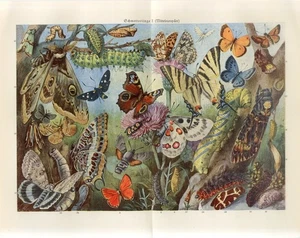1920s SWALLOWTAIL PEACOCK BUTTERFLY TWO-TAILED PASHA DEATH-HEAD HAWLMOTH Print - Picture 1 of 1