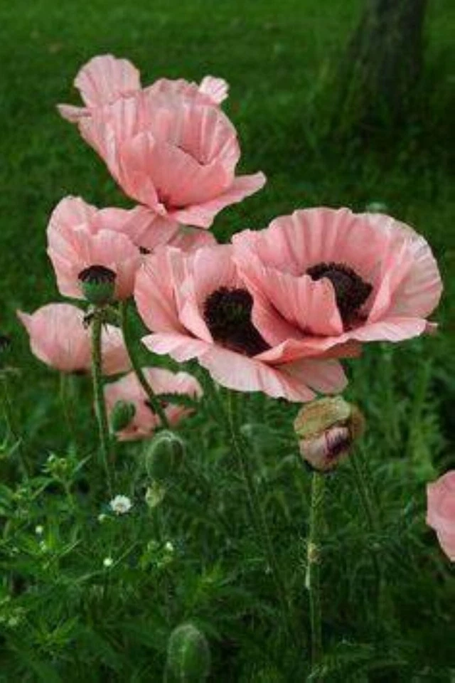 PS 462MV Papaver Coral Feef lachsfarbe Mohn Poppy Seeds Samen Stück 50 - Bild 1 von 1