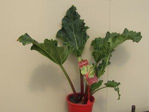 Rhubarb crowns - Rheum Hybridum x 3 crowns - edible vegetables home gardening