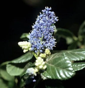 Säckelblume Victoria 30-40cm - Ceanothus impressus - Bild 1 von 1