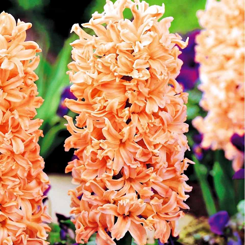 Bulbos de jacintos bulbos de flores en paquete por kilo color naranja 1 kg - Imagen 1 de 1