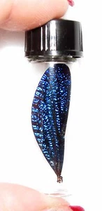 Vestalis melania REAL BLUE DRAGONFLY FAIRY WING PRESERVED IN GLASS VIAL - Picture 1 of 1