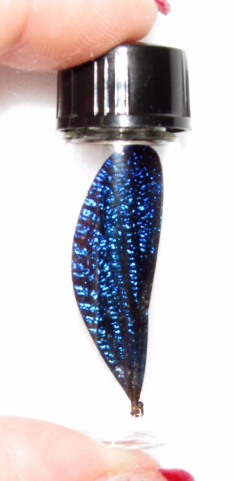 Vestalis melania ALA DE HADAS LIBÉLULA AZUL REAL CONSERVADA EN VIAL DE VIDRIO  Foto 1 de 1