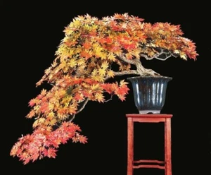 25 fresh Acer japonicum 'Green Cascade Bonsai seeds - Picture 1 of 2