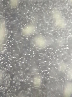 MAD RIVER AQUATICS Infusoria starter culture live food Corydoras bettas & more!