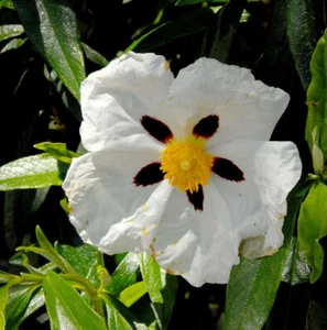 Zistrose Alan Fradd - Cistus purpurea - Bild 1 von 1