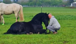 Biete Reitbeteiligung an tollem Friesen - Bild 1 von 15