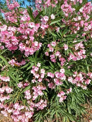 Oleandro Cespuglio ROSA CONFETTO vaso 7 - Pianta Oleandro - Immagine 1 di 2