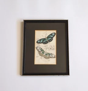 Vintage Framed Butterflies Print Black  Hogarth Style Frame 10.5” X 8.5” - Picture 1 of 11