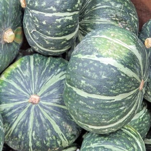 1/4 Lb Burgess Buttercup Winter Squash Seeds - Everwilde Farms Mylar Seed Packet - Picture 1 of 2