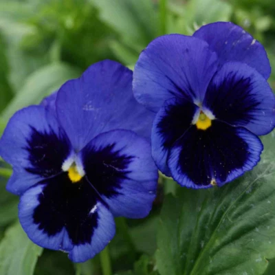 Pansy Ullswater II Semillas Azul Profundo Gigante Suizo Tallo Largo para Corte Foto 1 de 4
