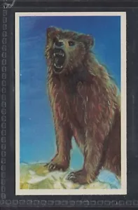 OSO GRIZZLY - 25 + años de antigüedad tarjeta de intercambio inglesa # 37 - Imagen 1 de 2