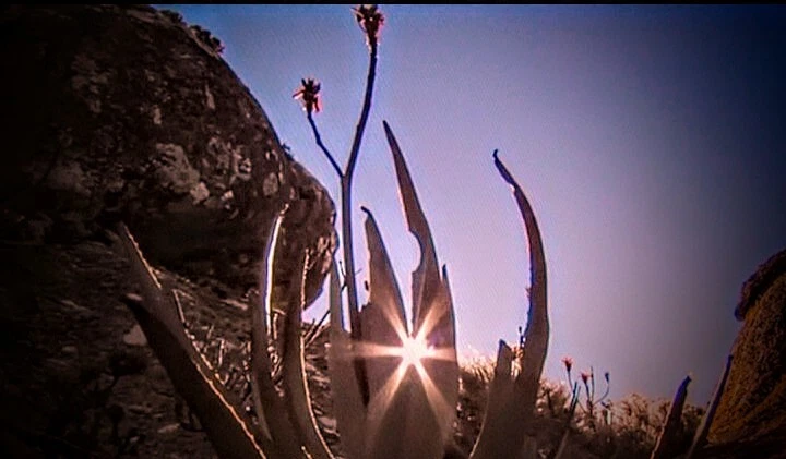 california desert bliss wall art 11x17 unfaramed  need a optional size  print l — 第 1/1 张图片