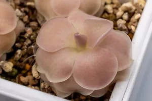Pinguicula Sethos (Butterwort) - Picture 1 of 2