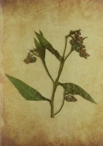 (P1) HERBARIO NATURAL - SYMPHYTUM OFFICINALE (05682) - Imagen 1 de 1