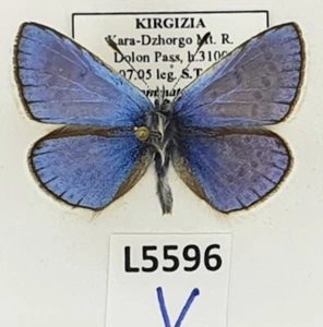 Lycaenidae, Polyommatus venus wiskotti, macho, A1, Kirguistán - Imagen 1 de 2